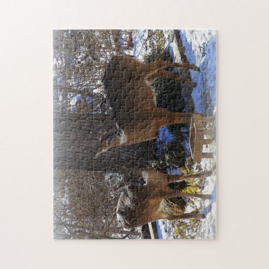 Witstaarthert 11x14 Foto Puzzel met Geschenkdoos Legpuzzel (Verticaal)