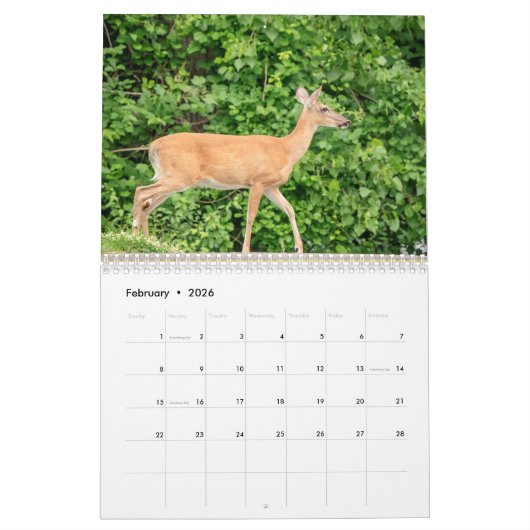 Witstaarthert 2026 kalender (Feb 2026)