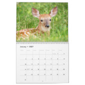 Witstaarthert 2026 kalender (Jan 2027)