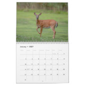 Witstaarthert 2026 kalender (Jan 2027)