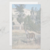 Witstaarthert Briefpapier (Voorkant / Achterkant)