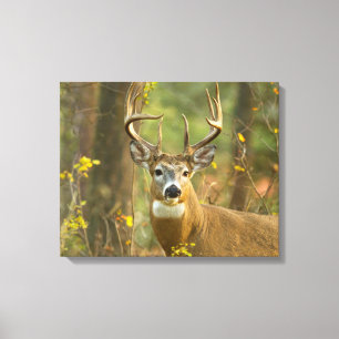 Witstaarthert Buck Whitefish, Montana Canvas Afdruk