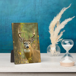 Witstaarthert Buck   Whitefish, Montana Fotoplaat