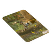 Witstaarthert Buck | Whitefish, Montana Magneet (Rechterzijde)