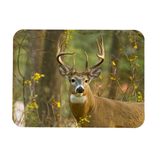 Witstaarthert Buck | Whitefish, Montana Magneet (Horizontaal)