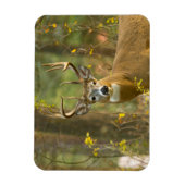 Witstaarthert Buck | Whitefish, Montana Magneet (Verticaal)