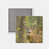 Witstaarthert Buck | Whitefish, Montana Magneet (Voorkant / Achterkant)