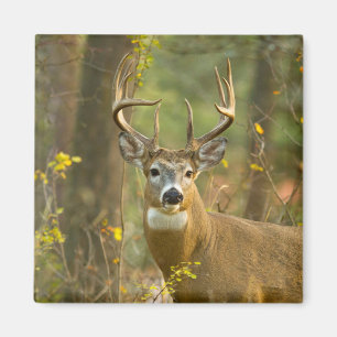 Witstaarthert Buck   Whitefish, Montana Magneet