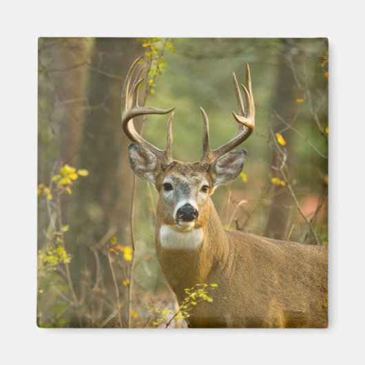 Witstaarthert Buck | Whitefish, Montana Magneet (Voorkant)