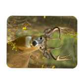 Witstaarthert Buck | Whitefish, Montana Magneet (Horizontaal)