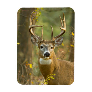 Witstaarthert Buck   Whitefish, Montana Magneet