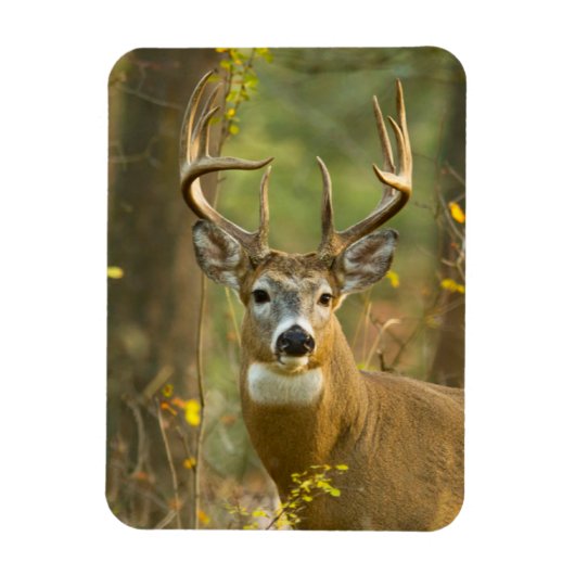 Witstaarthert Buck | Whitefish, Montana Magneet (Verticaal)