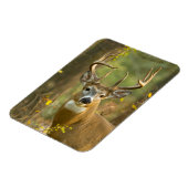 Witstaarthert Buck | Whitefish, Montana Magneet (Linkerzijde)