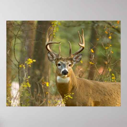 Witstaarthert Buck | Whitefish, Montana Poster (Voorkant)