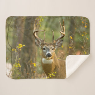 Witstaarthert Buck Whitefish, Montana Sherpa Deken