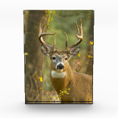 Witstaarthert Buk | Whitefish, Montana Fotoblokken (Voorkant)
