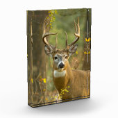 Witstaarthert Buk | Whitefish, Montana Fotoblokken (Links)
