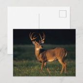 Witstaarthert | Choke Canyon State Park, TX Briefkaart (Voorkant / Achterkant)