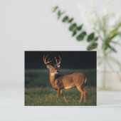 Witstaarthert | Choke Canyon State Park, TX Briefkaart (Staand voorkant)