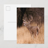 Witstaarthert |  Choke Canyon State Park, TX Briefkaart (Voorkant / Achterkant)