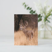 Witstaarthert |  Choke Canyon State Park, TX Briefkaart (Staand voorkant)