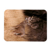 Witstaarthert | Choke Canyon State Park, TX Magneet (Horizontaal)