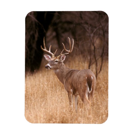 Witstaarthert | Choke Canyon State Park, TX Magneet (Verticaal)
