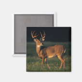 Witstaarthert | Choke Canyon State Park, TX Magneet (Voorkant / Achterkant)