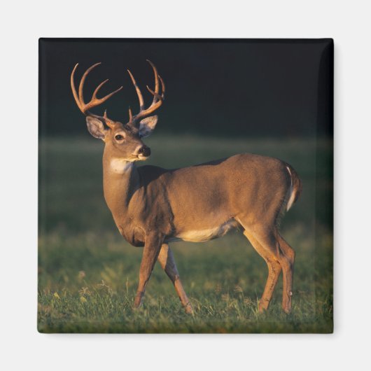 Witstaarthert | Choke Canyon State Park, TX Magneet (Voorkant)