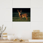 Witstaarthert | Choke Canyon State Park, TX Poster (Keuken)