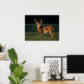 Witstaarthert | Choke Canyon State Park, TX Poster (Thuiskantoor)