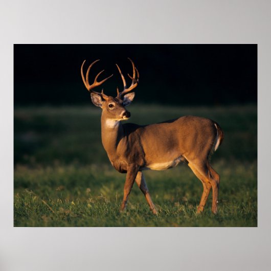 Witstaarthert | Choke Canyon State Park, TX Poster (Voorkant)