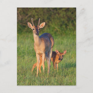 Witstaarthert   Grasachtige Habitat Briefkaart