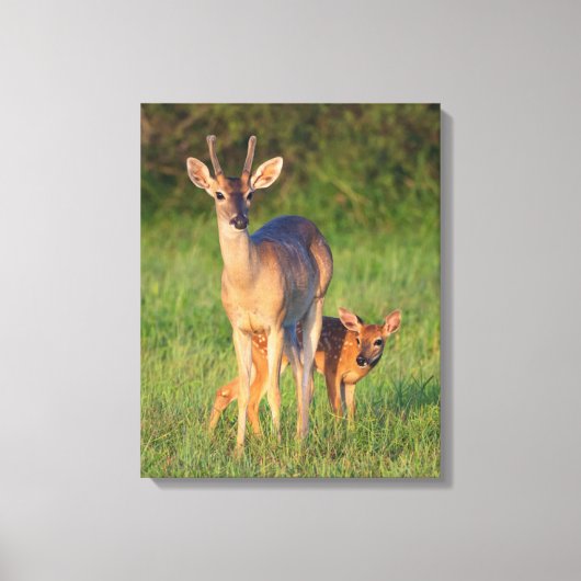 Witstaarthert | Grasachtige Habitat Canvas Afdruk (Voorkant)