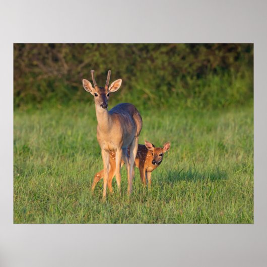 Witstaarthert | Grasachtige Habitat Poster (Voorkant)