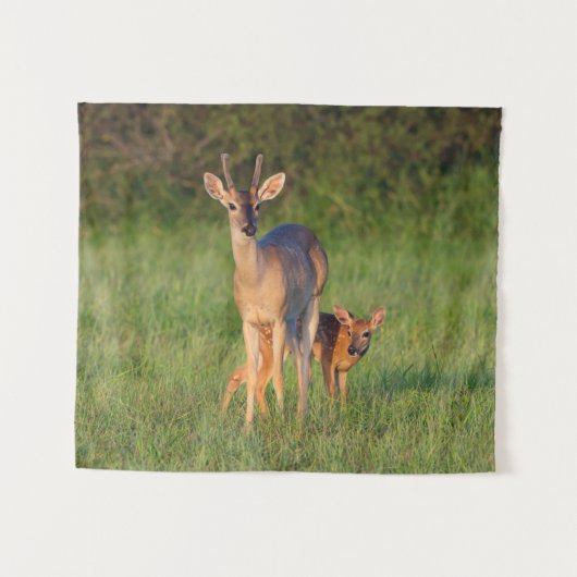 Witstaarthert | Grasrijke Habitat Wandkleed (Voorkant (horizontaal))