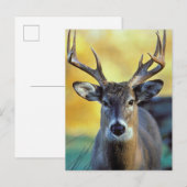 Witstaarthert | Herfst Briefkaart (Voorkant / Achterkant)