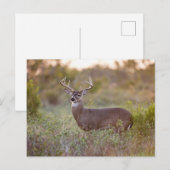 Witstaarthert | Herfst in Texas Briefkaart (Voorkant / Achterkant)