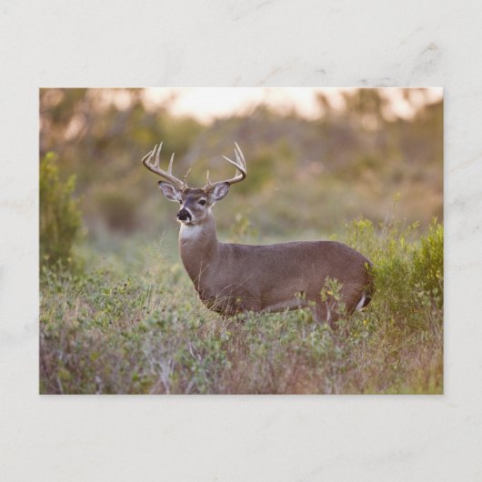 Witstaarthert | Herfst in Texas Briefkaart (Voorkant)