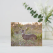 Witstaarthert | Herfst in Texas Briefkaart (Staand voorkant)