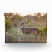 Witstaarthert | Herfst in Texas Fotoblokken (Voorkant)