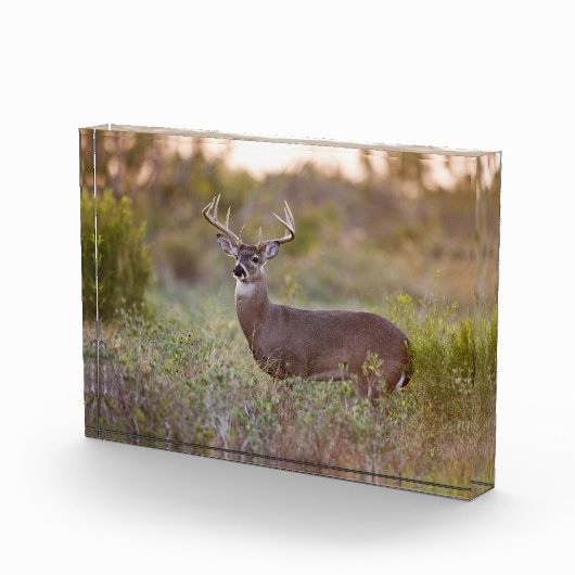 Witstaarthert | Herfst in Texas Fotoblokken (Rechts)