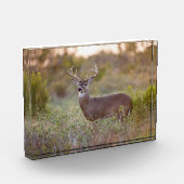 Witstaarthert | Herfst in Texas Fotoblokken (Links)