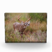 Witstaarthert Herfst in Texas Fotoblokken (Voorkant)