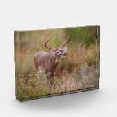 Witstaarthert Herfst in Texas Fotoblokken (Links)