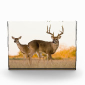 Witstaarthert | Herfst in Texas Fotoblokken (Voorkant)