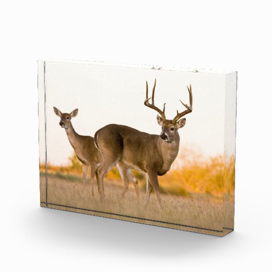 Witstaarthert | Herfst in Texas Fotoblokken (Rechts)