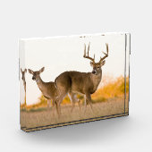 Witstaarthert | Herfst in Texas Fotoblokken (Links)
