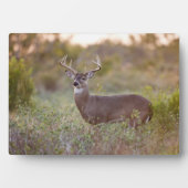 Witstaarthert | Herfst in Texas Fotoplaat (voorkant)