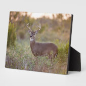 Witstaarthert | Herfst in Texas Fotoplaat (Zijkant)